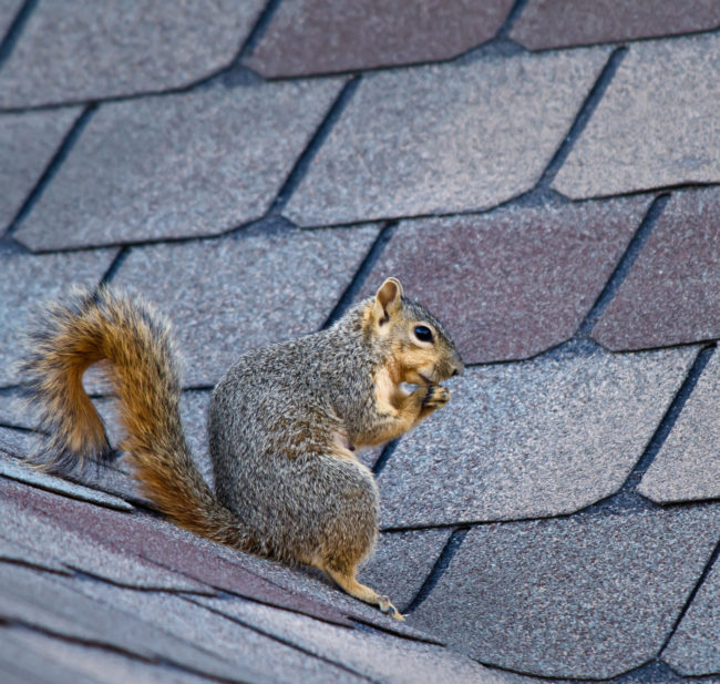 Keeps squirrels out of chimney Manchester NH